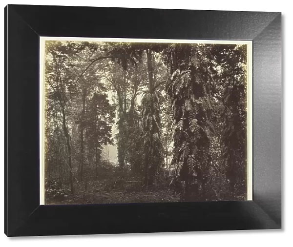 Darjeeling, India, c. 1865. Creator: Samuel Bourne