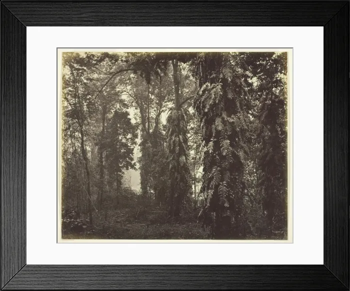 Framed Print : Darjeeling, India, c. 1865. Creator: Samuel Bourne