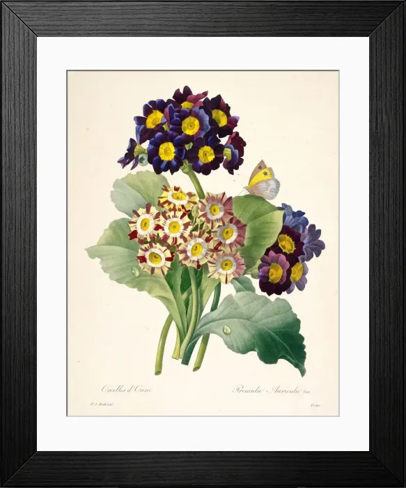 Framed Print : Primula auricula (Primroses), 1827. Creator: Redoute, Pierre-Joseph (1759-1840) Framed Print : Primula auricula (Primroses), 1827. Creator: Redoute, Pierre-Joseph (1759-1840)