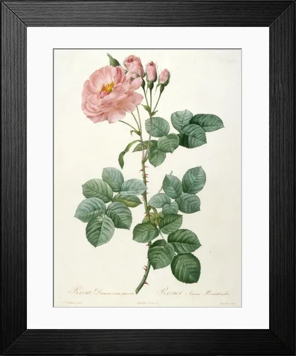 Framed Print : Rosa Damascena aurora, Rosier Aurore Poniatowska (From La Couronne de roses), 1817-1824 Framed Print : Rosa Damascena aurora, Rosier Aurore Poniatowska (From La Couronne de roses), 1817-1824
