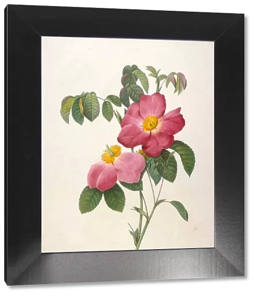 Rosier de Provinsi (From La Couronne de roses), 1817-1824