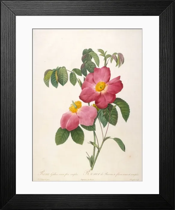 Framed Print : Rosier de Provinsi (From La Couronne de roses), 1817-1824 Framed Print : Rosier de Provinsi (From La Couronne de roses), 1817-1824