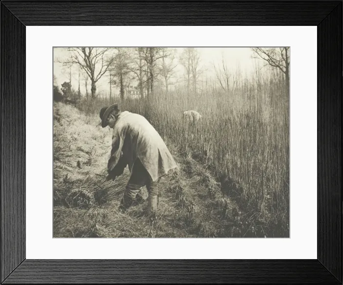 Framed Print : Men cutting rushes, 1892. Creator: James Leon Williams Framed Print : Men cutting rushes, 1892. Creator: James Leon Williams