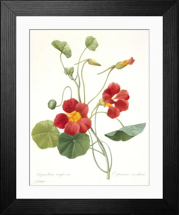 Framed Print : Tropaeolum majus (Garden Nasturtium), 1827. Creator: Redouté Framed Print : Tropaeolum majus (Garden Nasturtium), 1827. Creator: Redouté