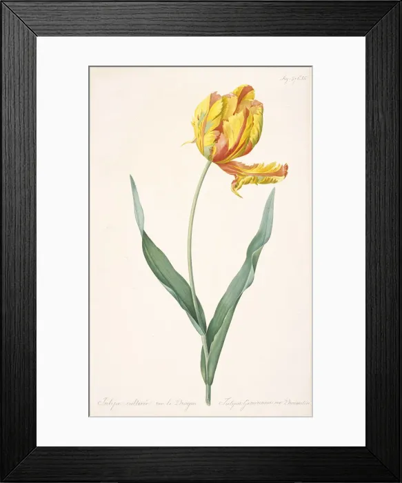 Framed Print : Tulipa Gesneriana var. Dracontia (Parrot Tulip), 1816. Creator: Redouté Framed Print : Tulipa Gesneriana var. Dracontia (Parrot Tulip), 1816. Creator: Redouté
