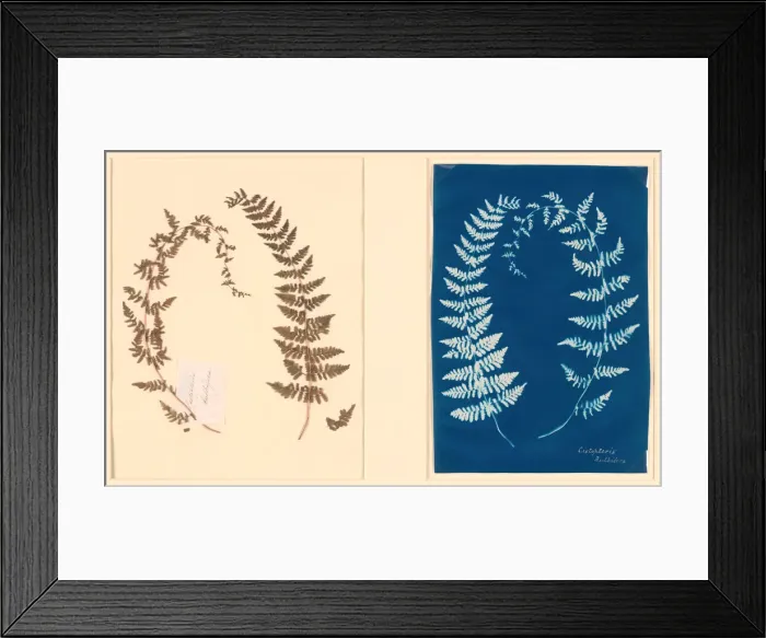 Framed Print : From the Hatton Fern Album, c. 1850. Creator: Anon Framed Print : From the Hatton Fern Album, c. 1850. Creator: Anon