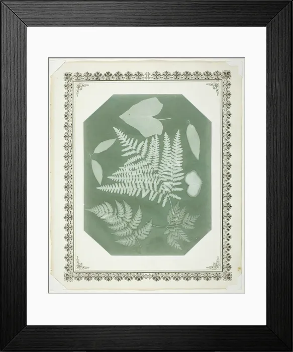 Framed Print : Study of Leaves, 1877. Creator: Amelia Bergner Framed Print : Study of Leaves, 1877. Creator: Amelia Bergner
