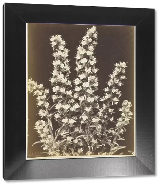 Untitled [flowering plant], c. 1870. Creator: Constant Alexandre Famin
