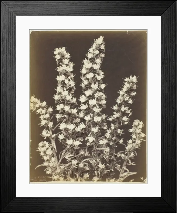 Framed Print : Untitled [flowering plant], c. 1870. Creator: Constant Alexandre Famin