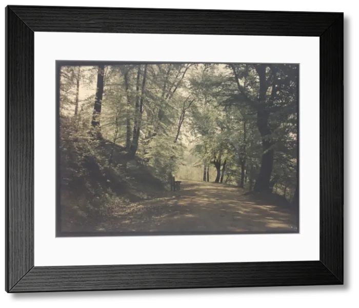 Framed Print : Untitled [path through a forest], c. 1880. Creator: Unknown