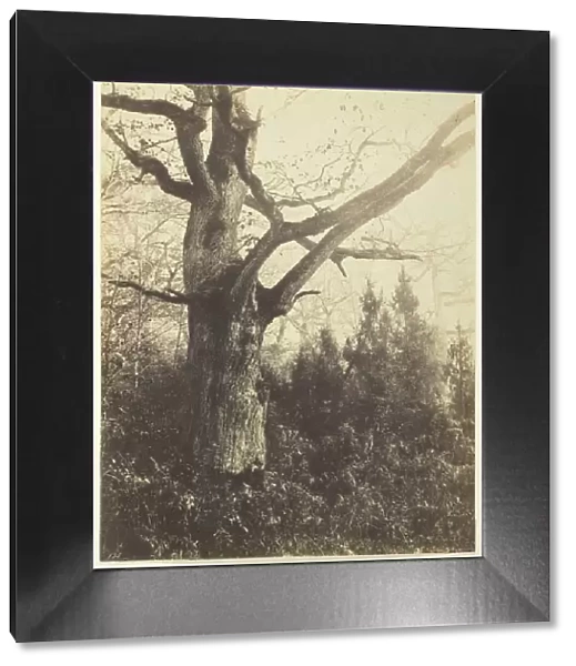Untitled [tree], c. 1860. Creator: Eugene Cuvelier