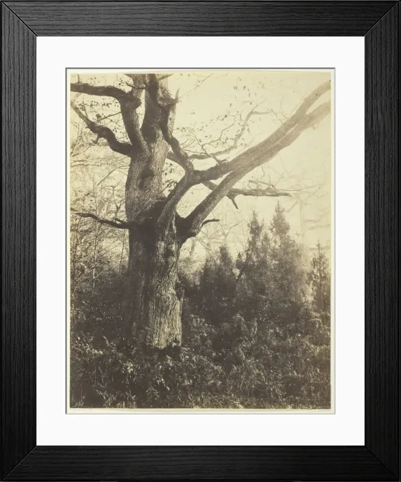 Framed Print : Untitled [tree], c. 1860. Creator: Eugene Cuvelier