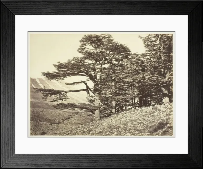 Framed Print : Cedars of Lebanon, c. 1870. Creator: Felix Bonfils Framed Print : Cedars of Lebanon, c. 1870. Creator: Felix Bonfils