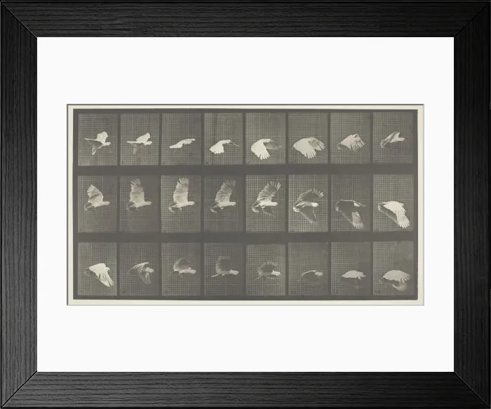 Framed Print : Animal Locomotion, Plate 758, 1887. Creator: Eadweard J Muybridge Framed Print : Animal Locomotion, Plate 758, 1887. Creator: Eadweard J Muybridge