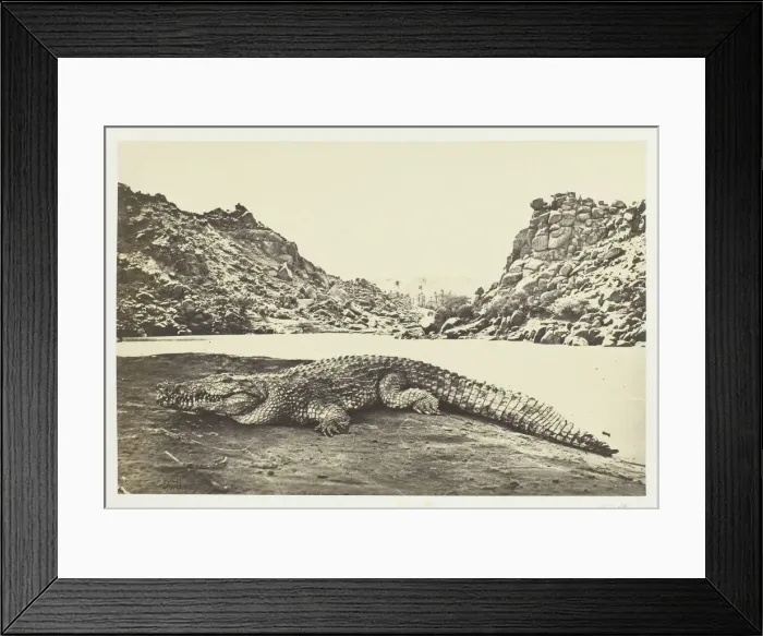 Framed Print : Crocodile on a Sand-Bank, 1857. Creator: Francis Frith Framed Print : Crocodile on a Sand-Bank, 1857. Creator: Francis Frith