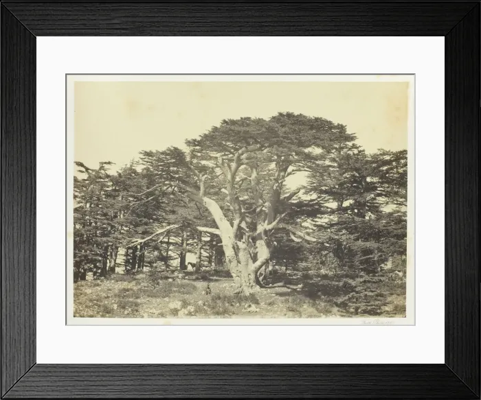 Framed Print : The Largest of the Cedars, Mount Lebanon, 1857. Creator: Francis Frith Framed Print : The Largest of the Cedars, Mount Lebanon, 1857. Creator: Francis Frith