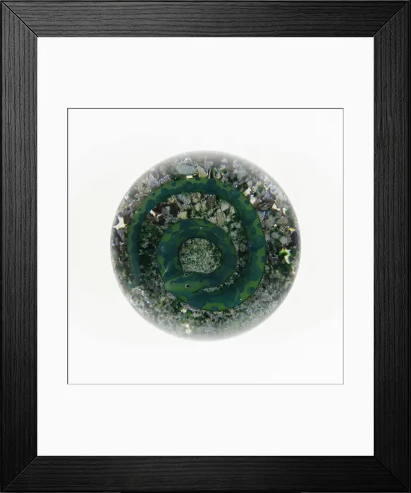 Framed Print : Paperweight, Luneville, c. 1848-55. Creator: Baccarat Glasshouse Framed Print : Paperweight, Luneville, c. 1848-55. Creator: Baccarat Glasshouse