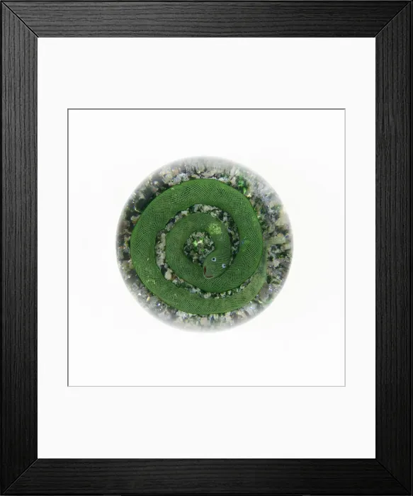 Framed Print : Paperweight, Luneville, c. 1848 / 55. Creator: Baccarat Glasshouse Framed Print : Paperweight, Luneville, c. 1848 / 55. Creator: Baccarat Glasshouse