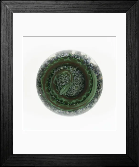 Framed Print : Paperweight, Baccarat, c. 1845-60. Creator: Baccarat Glasshouse Framed Print : Paperweight, Baccarat, c. 1845-60. Creator: Baccarat Glasshouse