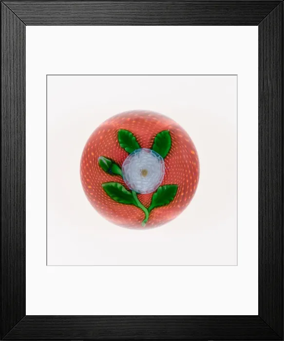 Framed Print : Paperweight, France, c. 1848-55. Creator: Saint-Louis Glassworks Framed Print : Paperweight, France, c. 1848-55. Creator: Saint-Louis Glassworks