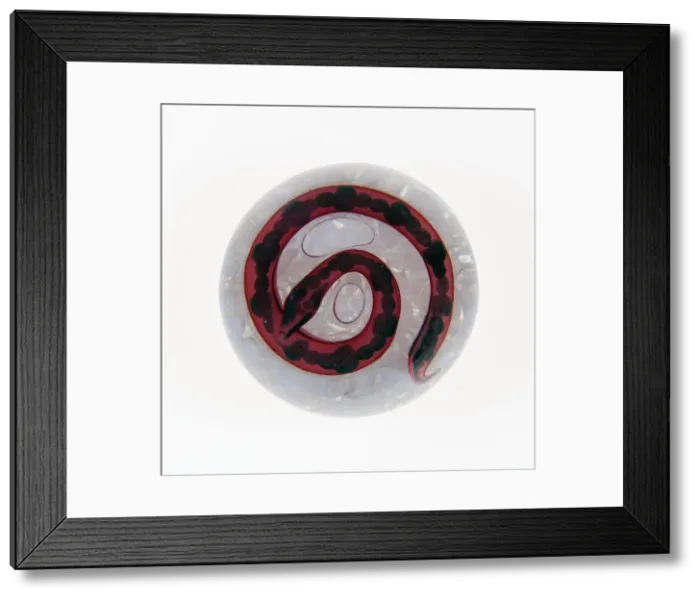 Framed Print : Paperweight, France, c. 1845-60. Creator: Saint-Louis Glassworks Framed Print : Paperweight, France, c. 1845-60. Creator: Saint-Louis Glassworks