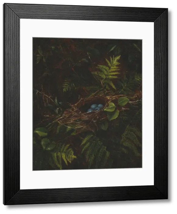 Framed Print : Birds Nest and Ferns, 1863. Creator: Fidelia Bridges Framed Print : Birds Nest and Ferns, 1863. Creator: Fidelia Bridges