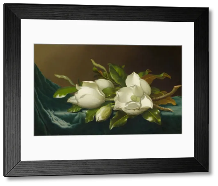 Framed Print : Magnolias on Light Blue Velvet Cloth, 1885 / 95. Creator: Martin Johnson Heade Framed Print : Magnolias on Light Blue Velvet Cloth, 1885 / 95. Creator: Martin Johnson Heade