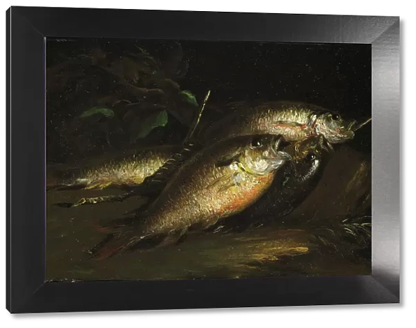 Fish, 1842. Creator: Shepard Alonzo Mount