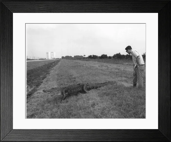 Framed Print : Alligator at Kennedy Space Center, 1969. Creator: Unknown Framed Print : Alligator at Kennedy Space Center, 1969. Creator: Unknown