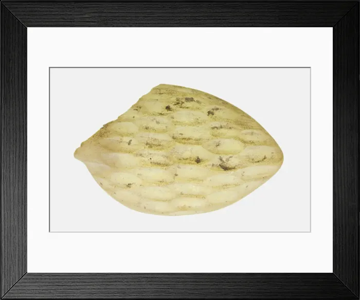 Framed Print : Fragment of a Spoon, late 1st-2nd century. Creator: Unknown Framed Print : Fragment of a Spoon, late 1st-2nd century. Creator: Unknown