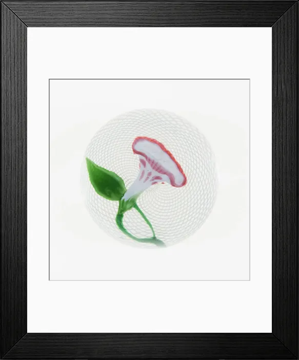 Framed Print : Paperweight, Clichy, 19th century. Creator: Clichy Glassworks Framed Print : Paperweight, Clichy, 19th century. Creator: Clichy Glassworks