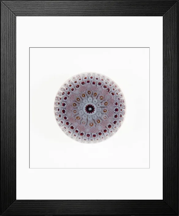 Framed Print : Paperweight, Birmingham, c. 1848-55. Creator: George Bacchus & Sons Framed Print : Paperweight, Birmingham, c. 1848-55. Creator: George Bacchus & Sons