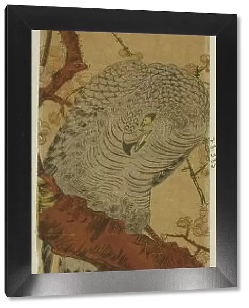 Hawk on Plum Branch Looking Down at Fleeing Bird, c. 1775. Creator: Isoda Koryusai