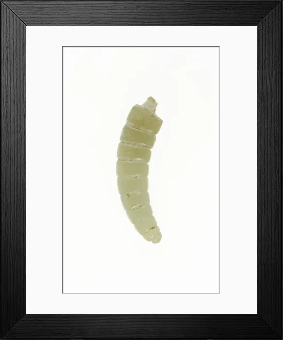 Framed Print : Silkworm Pupa, Shang or Western Zhou period, 13th / 10th century B. C. Creator: Unknown Framed Print : Silkworm Pupa, Shang or Western Zhou period, 13th / 10th century B. C. Creator: Unknown