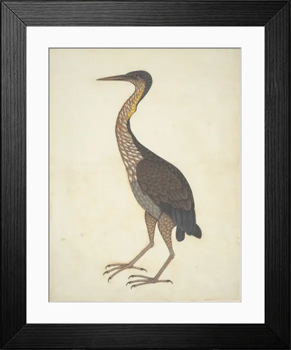 Framed Print : Purple Heron (Ardea purpurea), Company School, c. 1780 / 1820. Creator: Unknown Framed Print : Purple Heron (Ardea purpurea), Company School, c. 1780 / 1820. Creator: Unknown