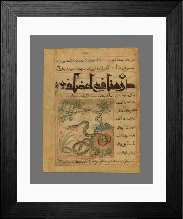 Framed Print : Viper in a Rocky Garden from Manafi al-Hayawan (On the Usefulness of Animals) of Ibn Framed Print : Viper in a Rocky Garden from Manafi al-Hayawan (On the Usefulness of Animals) of Ibn