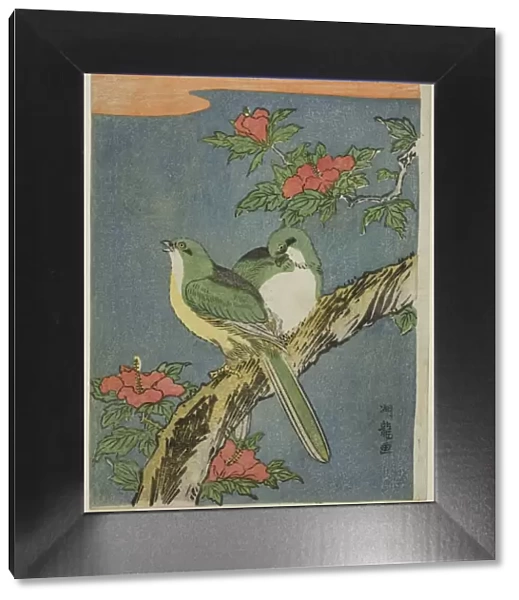 Two Birds on Hibiscus Tree, c. 1770. Creator: Isoda Koryusai