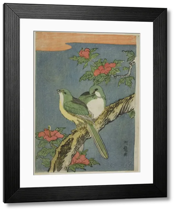 Framed Print : Two Birds on Hibiscus Tree, c. 1770. Creator: Isoda Koryusai Framed Print : Two Birds on Hibiscus Tree, c. 1770. Creator: Isoda Koryusai