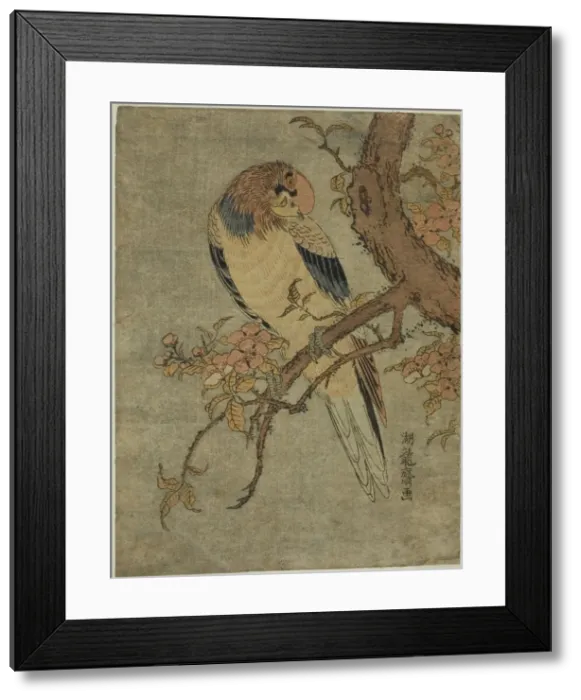 Framed Print : Parrot on Quince Tree, c. 1770. Creator: Isoda Koryusai Framed Print : Parrot on Quince Tree, c. 1770. Creator: Isoda Koryusai