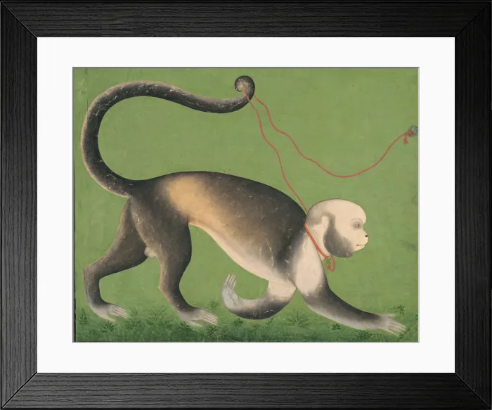 Framed Print : A Monumental Portrait of a Monkey, c. 1705-1710. Creator: Unknown Framed Print : A Monumental Portrait of a Monkey, c. 1705-1710. Creator: Unknown