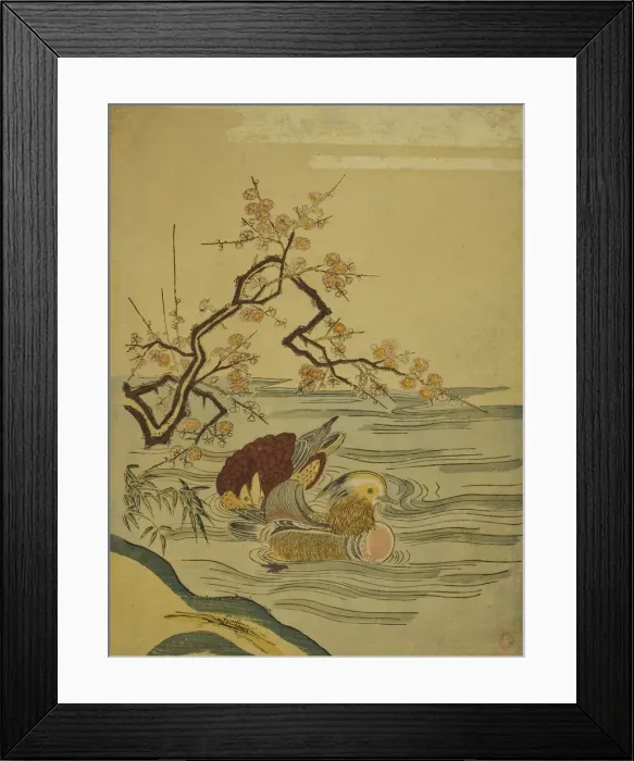 Framed Print : Mandarin Ducks Swimming under Plum Branch, c. 1764 / 75. Creator: Isoda Koryusai Framed Print : Mandarin Ducks Swimming under Plum Branch, c. 1764 / 75. Creator: Isoda Koryusai