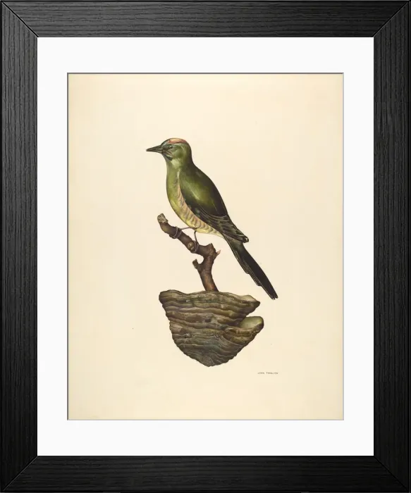 Framed Print : Robin (German?), c. 1939. Creator: John Thorsen Framed Print : Robin (German?), c. 1939. Creator: John Thorsen