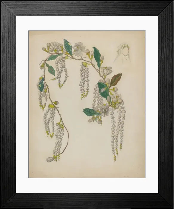 Framed Print : Bridal Wreath, 1935 / 1942. Creator: Verna Tallman Framed Print : Bridal Wreath, 1935 / 1942. Creator: Verna Tallman