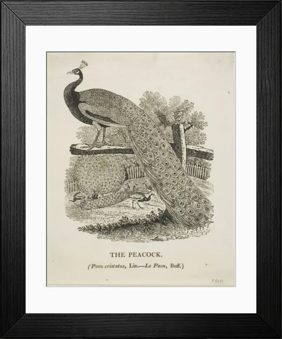 Framed Print : Peacock, n. d. Creator: Thomas Bewick Framed Print : Peacock, n. d. Creator: Thomas Bewick