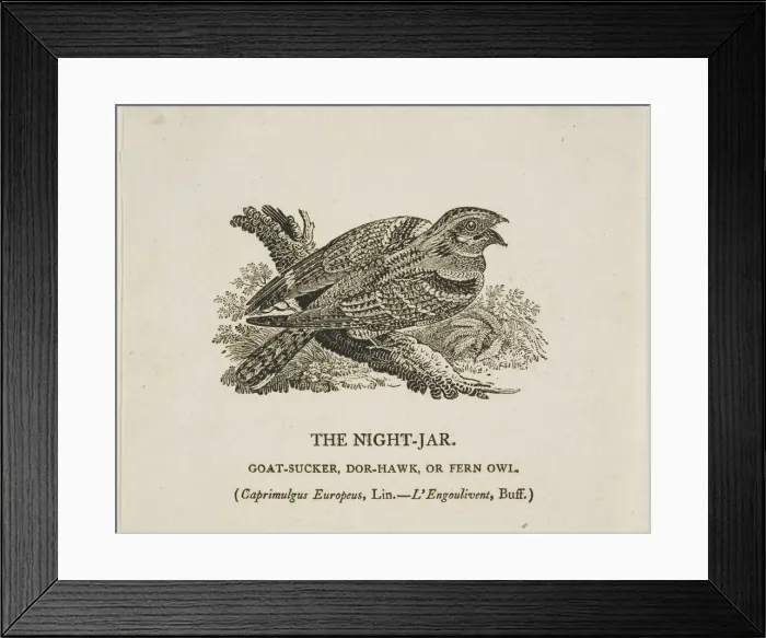 Framed Print : The Night-Jar, n. d. Creator: Thomas Bewick Framed Print : The Night-Jar, n. d. Creator: Thomas Bewick