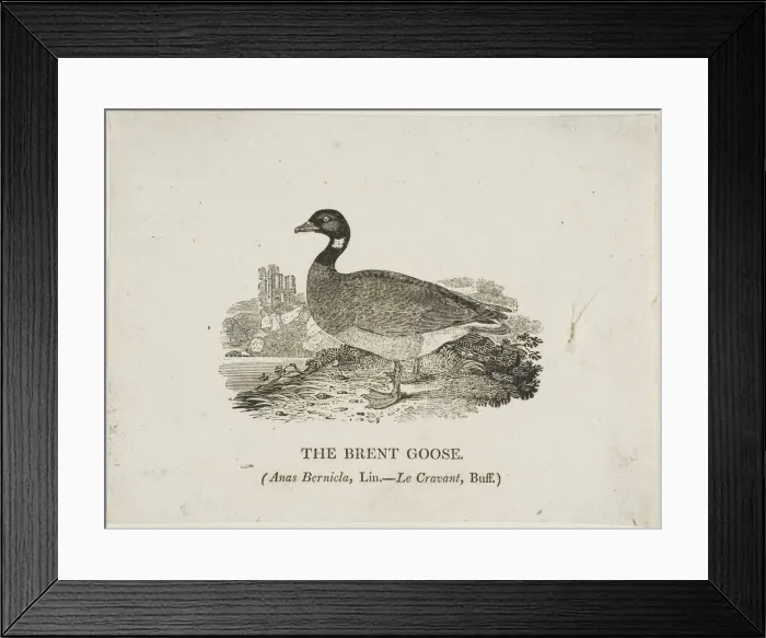 Framed Print : Brent Goose, n. d. Creator: Thomas Bewick Framed Print : Brent Goose, n. d. Creator: Thomas Bewick