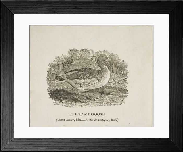 Framed Print : Tame Goose, n. d. Creator: Thomas Bewick Framed Print : Tame Goose, n. d. Creator: Thomas Bewick