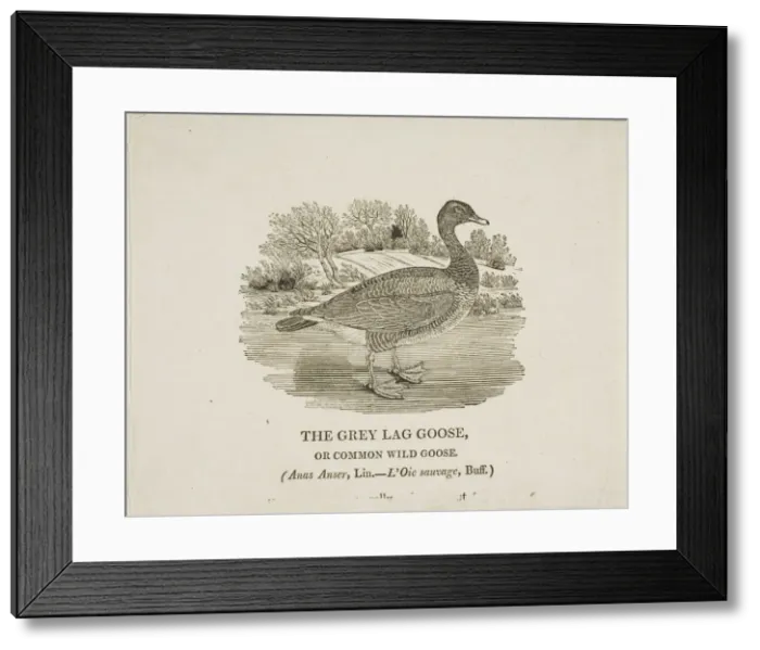 Framed Print : Grey Lag Goose, n. d. Creator: Thomas Bewick Framed Print : Grey Lag Goose, n. d. Creator: Thomas Bewick