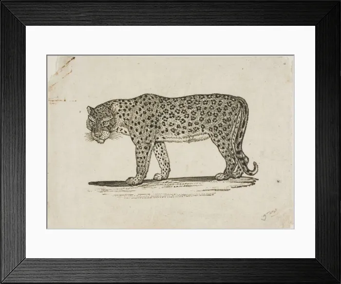 Framed Print : Leopard, n. d. Creator: Thomas Bewick Framed Print : Leopard, n. d. Creator: Thomas Bewick