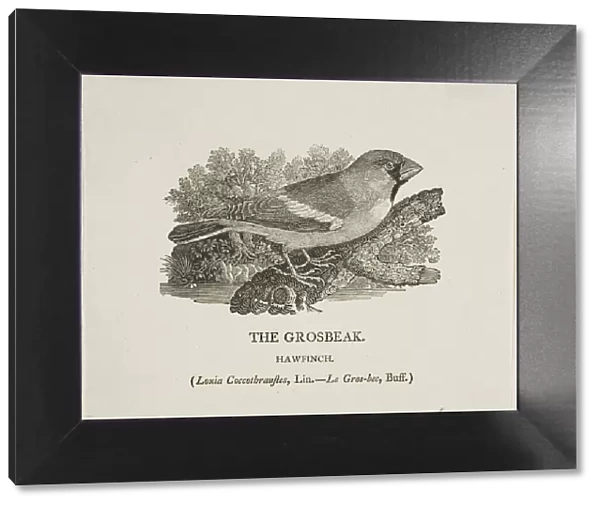 Grosbeak, n. d. Creator: Thomas Bewick